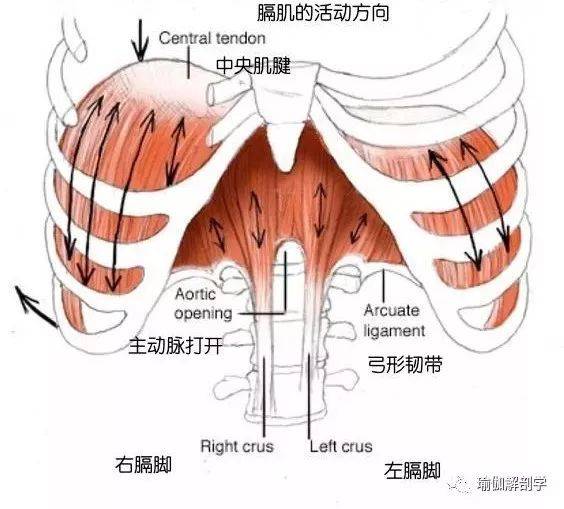 肩颈疼痛不要总是拉伸,调整呼吸才是重点!