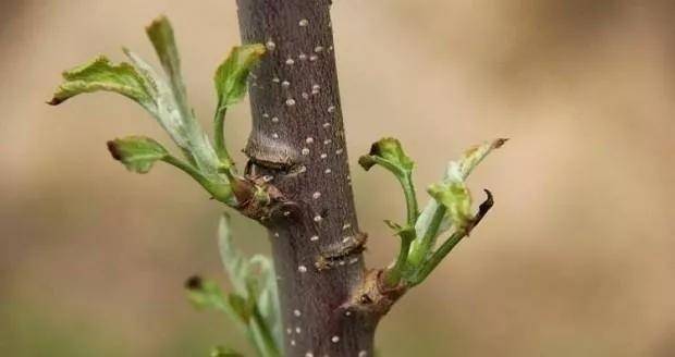 对苹果树刻芽起什么作用?什么时候刻芽好,哪些苹果树需要刻芽?