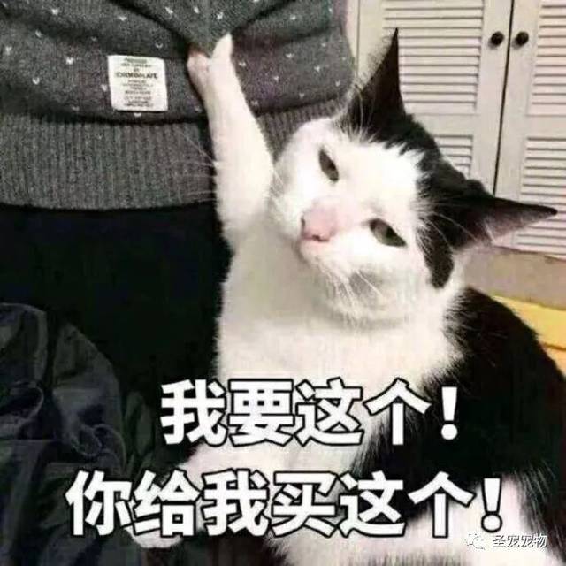 给我买这个"的是萌萌 是博主后来收养的猫 小编一度沉迷于这个表情包