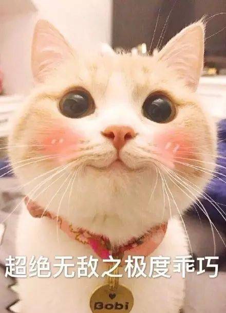 网表情包里 唯一靠乖巧脸蛋来吃饭的猫猫 今天就和小编一起吸猫猫吧