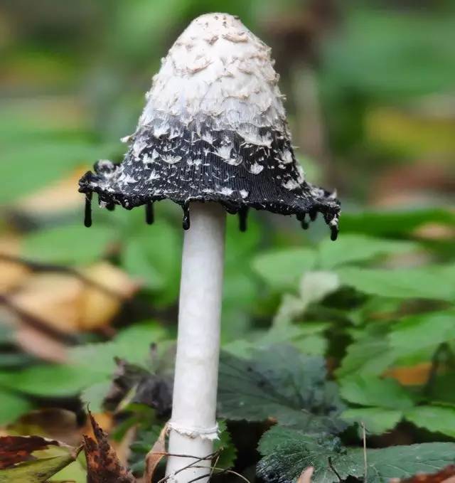 世界上最美丽诡异的20种罕见蘑菇!难以置信的美.