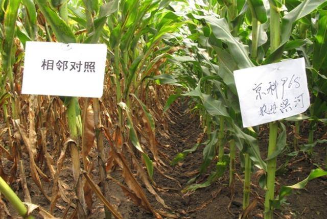 京科968:一粒种子 打造中国育种"加速器"