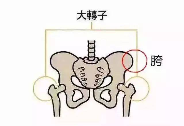 颈干角 男性),从而显得两侧大转子更瓮突出