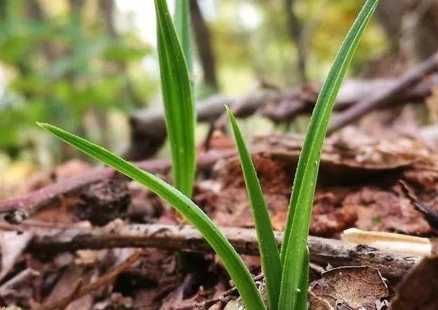 原创秋季移栽兰花,关于"定根水",这3种操作快住手