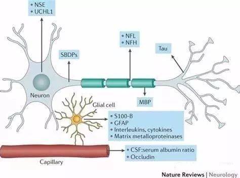 什么是神经元特异性烯醇化酶(NSE)?