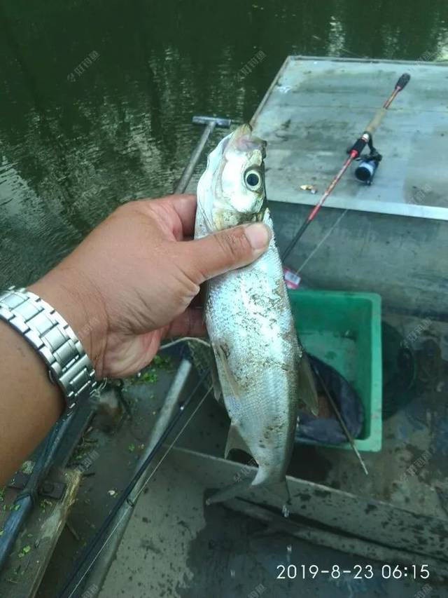 一觉睡到5点钟,天己经见亮,唉呀睡过头了,一轱辘爬起来马上带上两竿