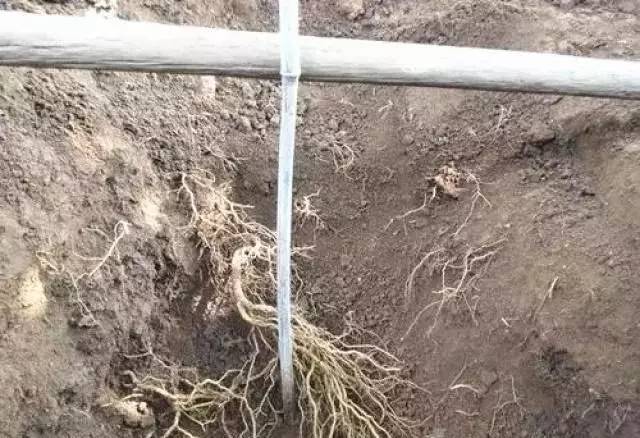 猕猴桃总是黄化,栽植成败关键在根系,果农如何养出好根来?