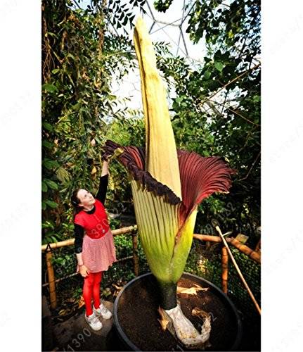 titan arum 尸香魔芋