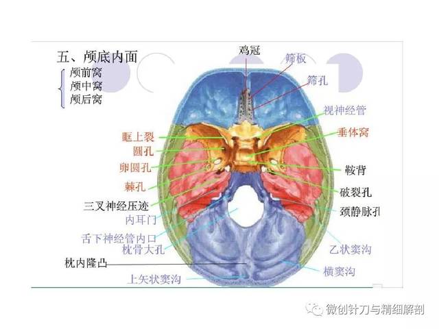 人体解剖学-颅骨