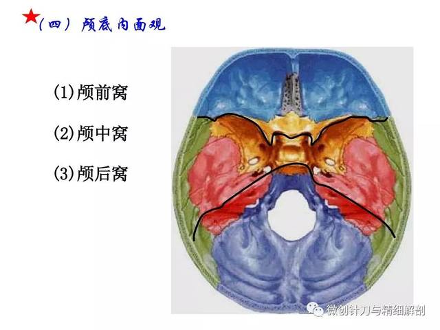 人体解剖学-颅骨