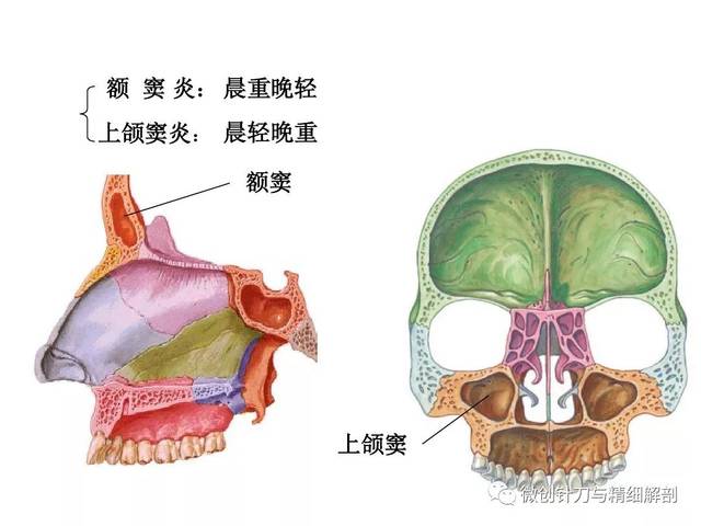 人体解剖学-颅骨