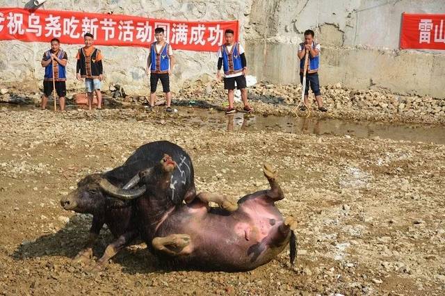【聚焦雷山】乌尧村放水牛打架 看谁家水牛成"最牛王"