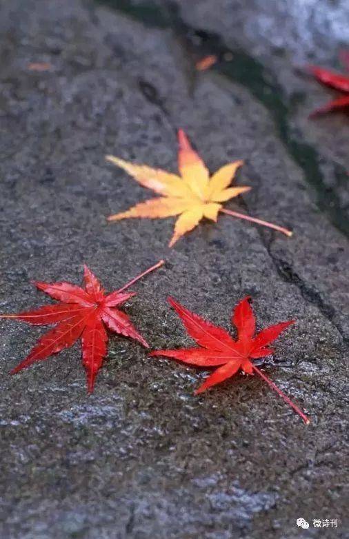 落叶 唐-孔绍安 早秋惊落叶,飘零似客心. 翻飞未肯下,犹言惜故林.