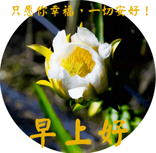ƯϺñ鶯̬ͼƬ 簲ʺ̬ͼƬ