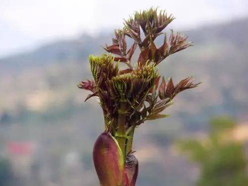 这种云南野菜一般外地人都不太敢吃,你能接受吗?