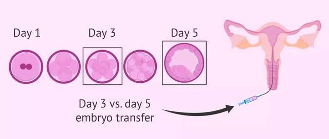 移植后的14天,胚胎发生了这样的变化!