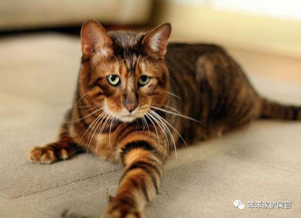 玩具虎猫是由洛杉矶的一位建筑师培育而成, 外观跟老虎十分相似.