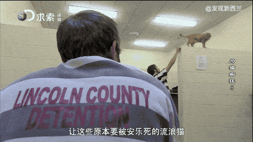 和当地监狱进行过一项试验:把流浪猫送进关押重刑犯的监狱,会发生什么