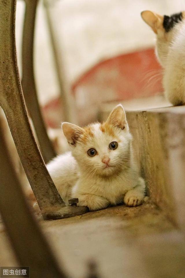 养猫好处如此多,五大原因告诉你我为什么养猫