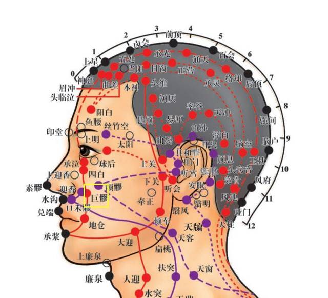 穴位知识 | 十二经脉·足阳明胃经之巨髎穴