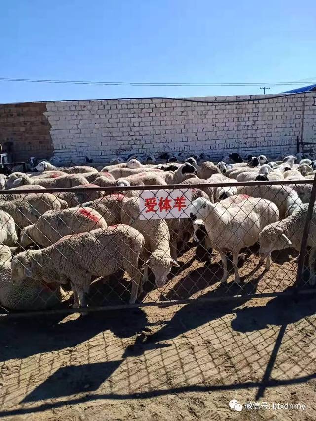 【农牧繁】我市首次引进东弗里升乳肉兼用型绵羊并已开展纯繁