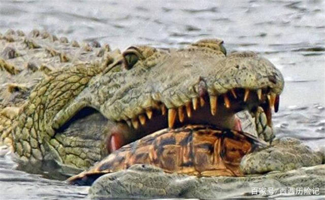 乌龟最致命的天敌,遇到这种动物,连壳都被吃掉