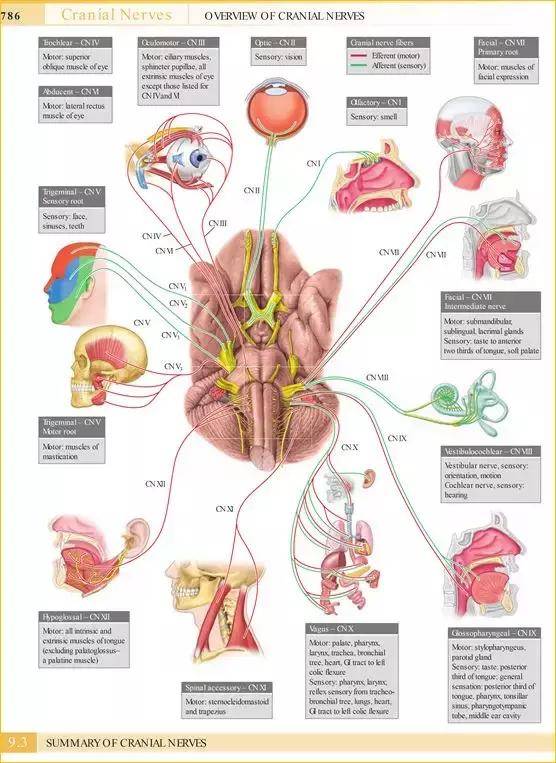 脑干解剖:颅神经和颅神经核的功能大全