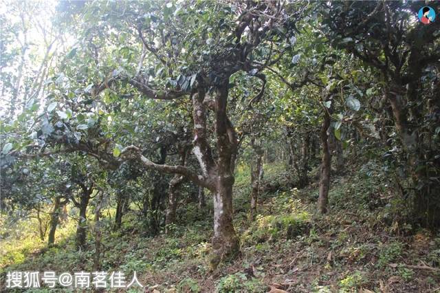 滑竹梁子古树白茶,只需100多即可品饮! 3年陈,香甜柔糯,5送1!