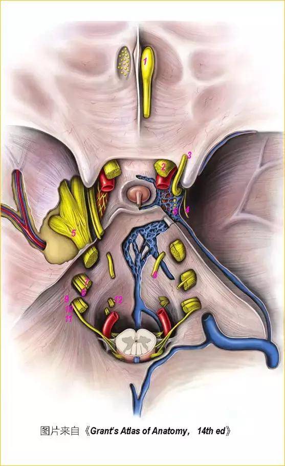 脑干解剖:颅神经和颅神经核的功能大全