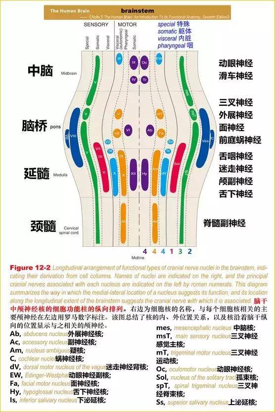 脑干解剖:颅神经和颅神经核的功能大全