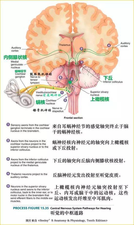 脑桥,脊束核);2对特殊躯体感觉核(前庭,蜗神经核)