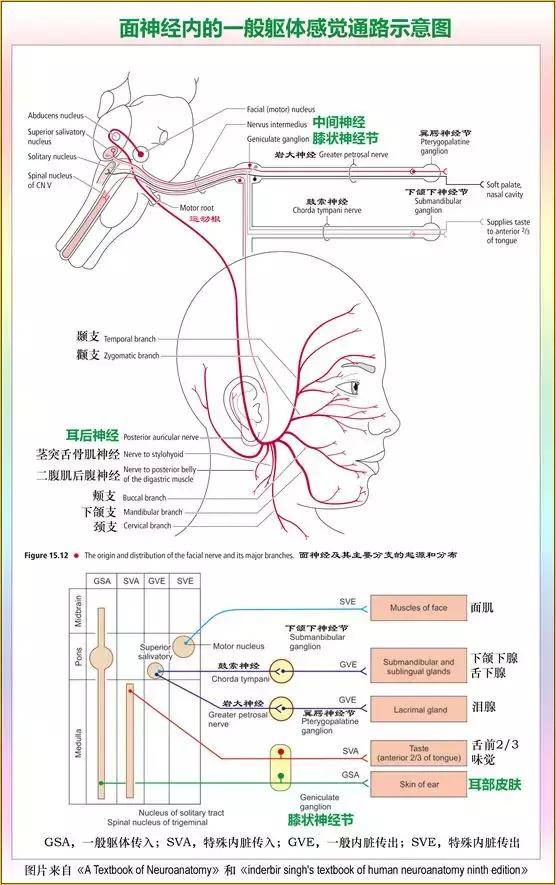 脑干解剖:颅神经和颅神经核的功能大全