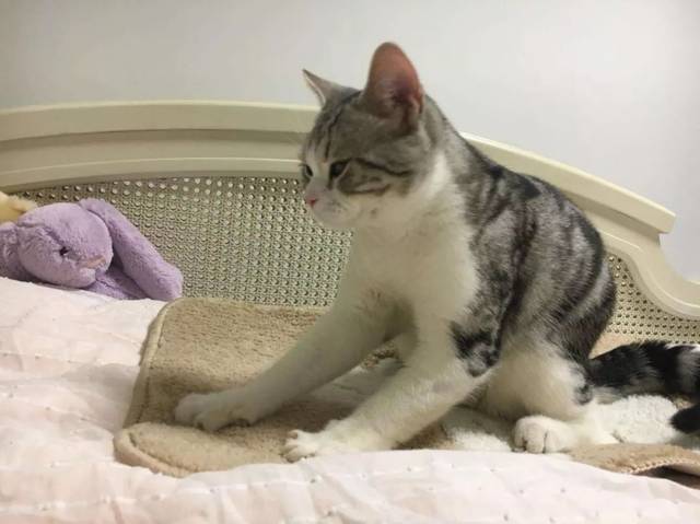 【荐读】猫咪为什么会在主人身上踩奶?答案暖