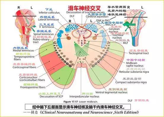 脑干解剖:颅神经和颅神经核的功能大全