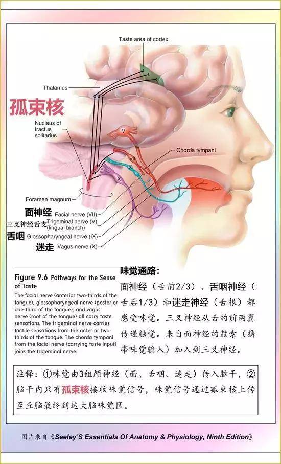 (3)孤束核的上行通路分两条:一条味觉,一条一般内脏感觉.