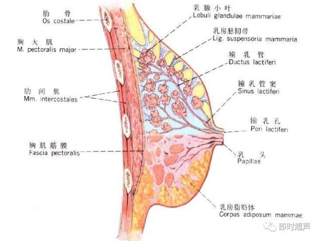 每个小叶有一个输乳管 乳管系统以乳头为中心向乳腺周围呈放射状排列