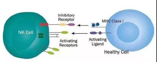 免疫细胞是这样杀死癌细胞的!(NK细胞)