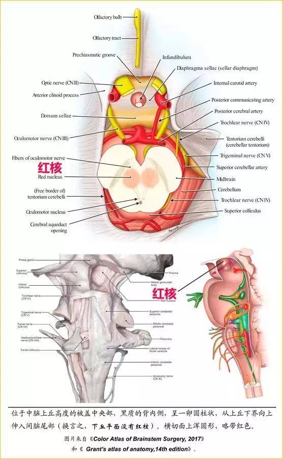 丘脑换元后投射至中央 红核:位于中脑上丘高度的被盖中央部,黑质的