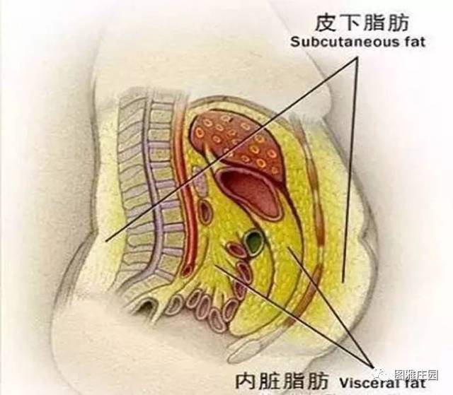 而肠子又在肚子里塞着,所以 内脏脂肪