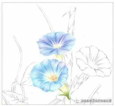 彩铅花卉教程:牵牛花的画法步骤过程图