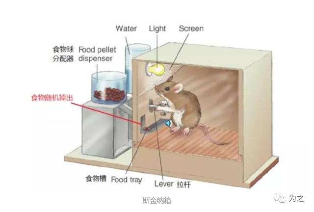 斯金纳箱理论-我要如何激励我的团队?