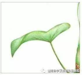 彩铅花卉教程:牵牛花的画法步骤过程图