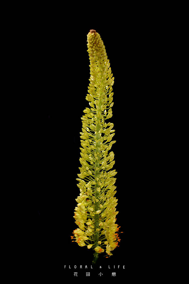 2.虎尾草(lysimachia barystachys)报春花科/珍珠菜属草本植物