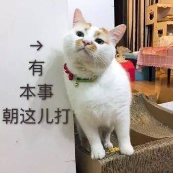 养猫,我后悔了!铲屎官一怒之下列出猫咪七宗罪