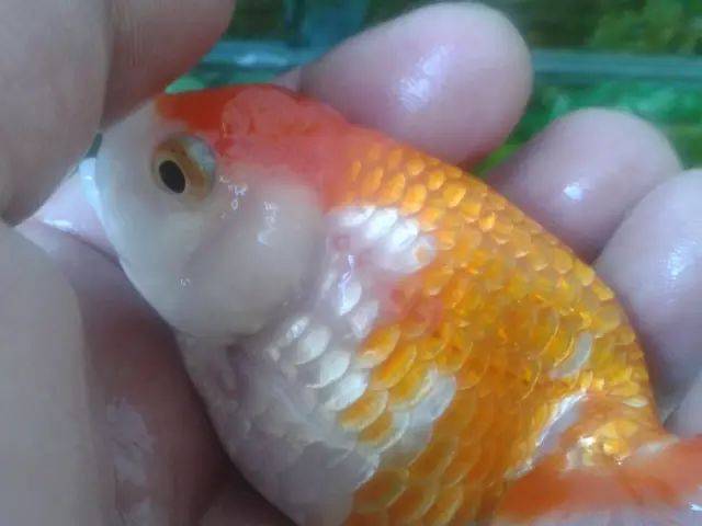 炸鳞病 
