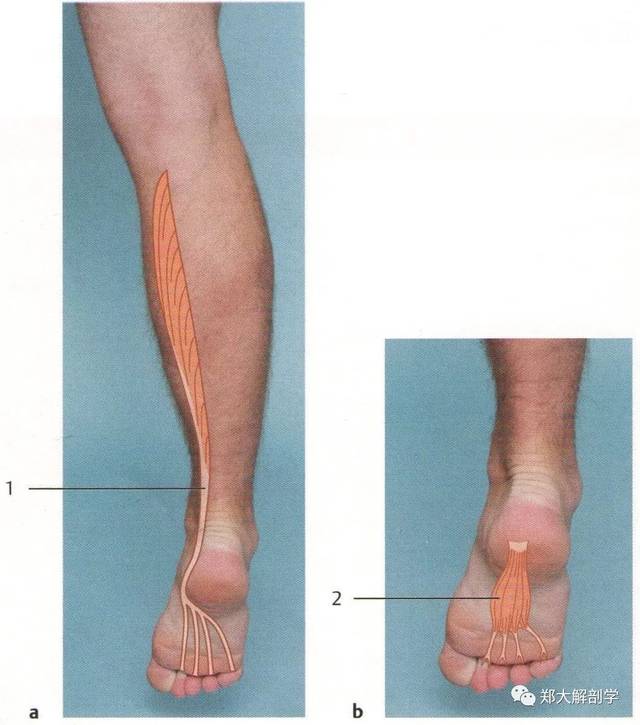7 大足趾伸展(趾) 参与大足趾伸展的肌肉 1.长伸肌 2