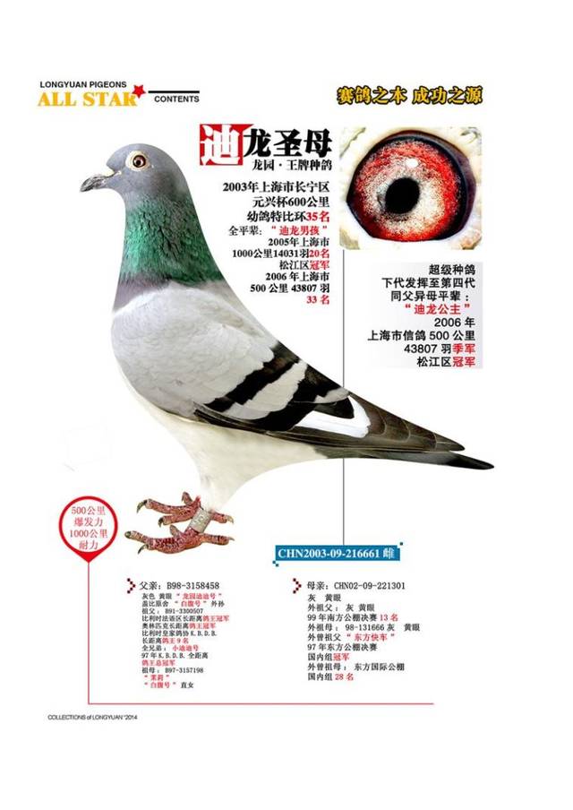 上海龙园鸽业10羽优秀种鸽欣赏拍卖,血统利奥003,盖比,慕利门,克拉克