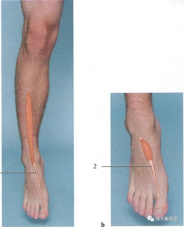7 大足趾伸展(趾) 参与大足趾伸展的肌肉 1.长伸肌 2