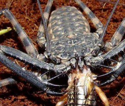 号称蜘蛛和蝎子的结合体,他就是秒杀螳螂的鞭蛛