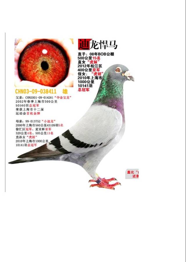 上海龙园鸽业10羽优秀种鸽欣赏拍卖,血统利奥003,盖比,慕利门,克拉克
